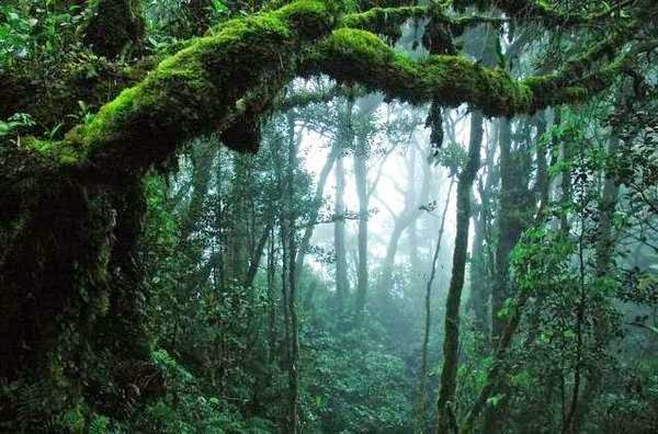 Hutan Hujan Dataran Tinggi Kalimantan Tengah